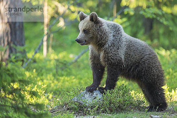 Junger Braunbär (Ursus arctos) im borealen Nadelwald  Suomussalmi  Karelien  Finnland  Europa
