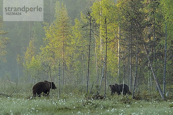 Zwei Braunbären (Ursus arctos) in einem Moor mit fruchtendem Wollgras am Rande eines borealen Nadelwaldes  Suomussalmi  Karelien  Finnland  Europa