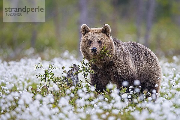 Braunbär (Ursus arctos) in einem Moor mit fruchtendem Wollgras am Rande eines borealen Nadelwaldes  Suomussalmi  Karelien  Finnland  Europa