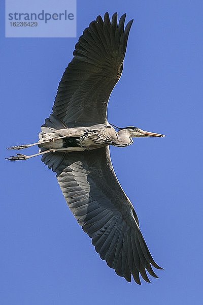 Fliegender Graureiher (Ardea cinerea) vor blauem Himmel  Oldenburger Münsterland  Vechta  Niedersachsen  Deutschland  Europa