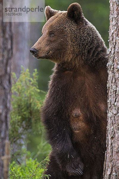 Weiblicher Braunbär (Ursus arctos) im borealen Nadelwald  Porträt  Suomussalmi  Karelien  Finnland  Europa