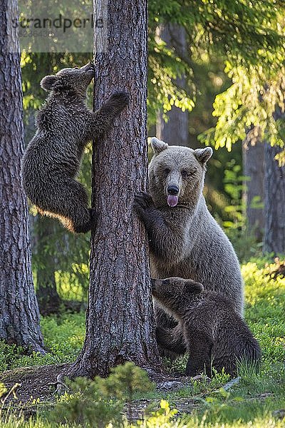 Zwei junge Braunbären (Ursus arctos) und ihre Mutter spielen im borealen Nadelwald an einem Baum  Bärenfamilie  Suomussalmi  Karelien  Finnland  Europa