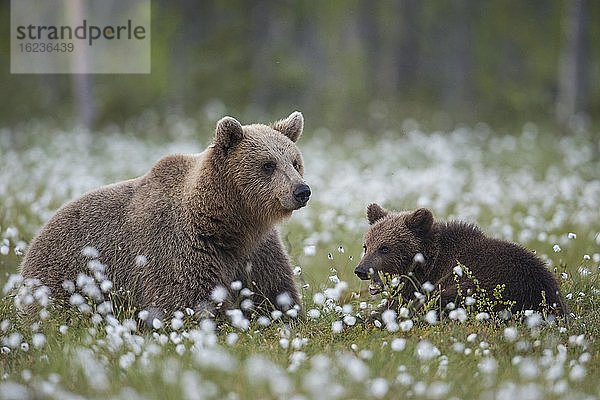 Braunbär (Ursus arctos) in einem Moor mit fruchtendem Wollgras am Rande eines borealen Nadelwaldes  Mutter mit Jungtier  Suomussalmi  Karelien  Finnland  Europa
