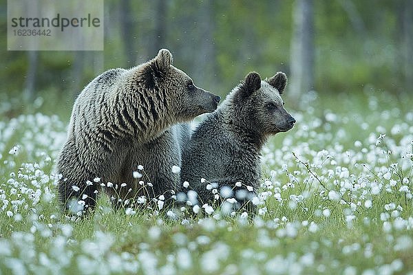 Braunbären (Ursus arctos) in einem Moor mit fruchtendem Wollgras am Rande eines borealen Nadelwaldes  Suomussalmi  Karelien  Finnland  Europa