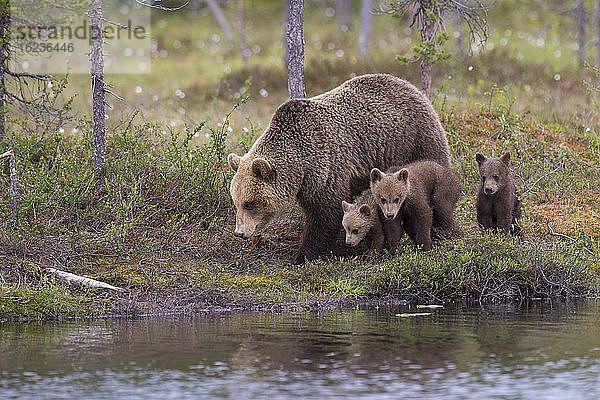 Weiblicher Braunbär (Ursus arctos) mit drei Jungbären im borealen Nadelwald an einem Seeufer  Suomussalmi  Karelien  Finnland  Europa