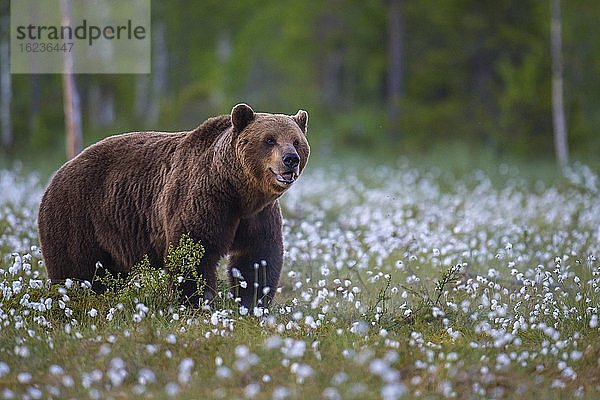 Alter männlicher Braunbär (Ursus arctos) in einem Moor mit fruchtendem Wollgras  Suomussalmi  Karelien  Finnland  Europa