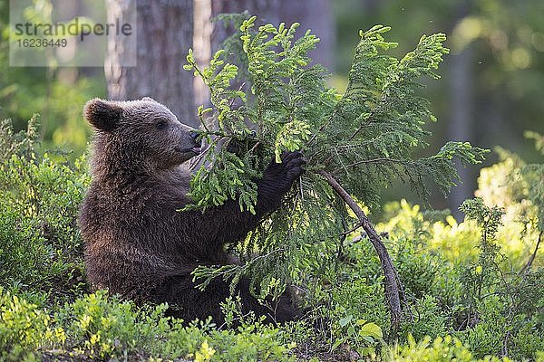 Junger Braunbär (Ursus arctos) spielt mit einem Baum im borealen Nadelwald  Suomussalmi  Karelien  Finnland  Europa