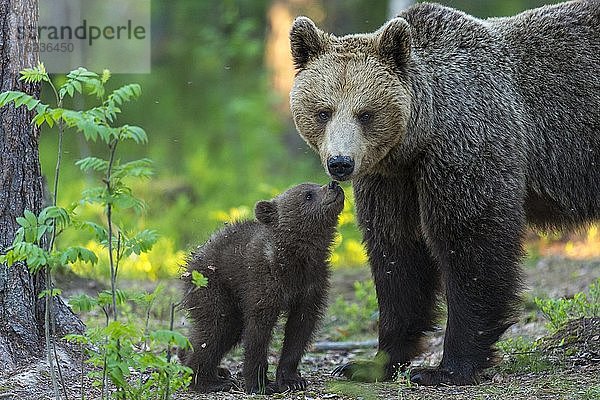 Junger Braunbär (Ursus arctos) mit seiner Mutter im borealen Nadelwald  Suomussalmi  Karelien  Finnland  Europa
