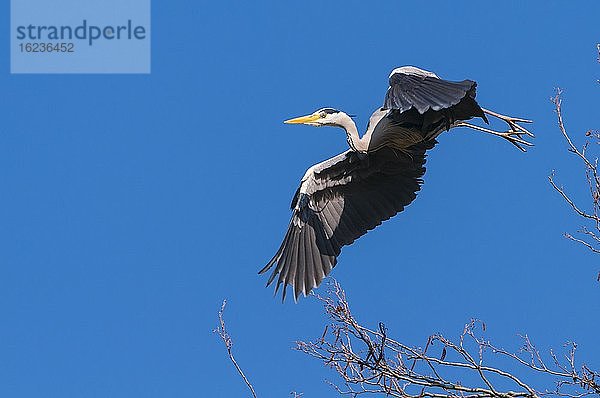 Fliegender Graureiher (Ardea cinerea) vor blauem Himmel  Oldenburger Münsterland  Vechta  Niedersachsen  Deutschland  Europa