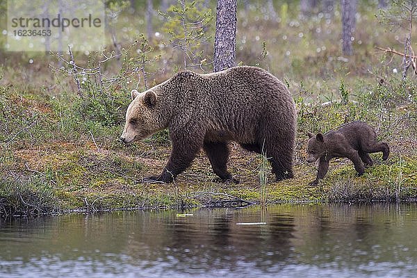 Braunbärin (Ursus arctos) mit Jungtier am Ufer eines Sees am Rande eines borealen Nadelwaldes  Suomussalmi  Karelien  Finnland  Europa