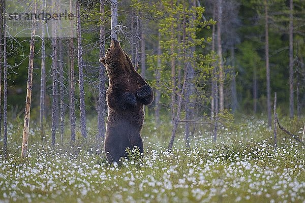 Männlicher Braunbär (Ursus arctos) aufrecht stehend in einem Moor mit fruchtendem Wollgras  markiert an einem Baum  Suomussalmi  Karelien  Finnland  Europa