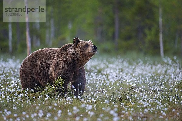 Alter männlicher Braunbär (Ursus arctos) in einem Moor mit fruchtendem Wollgras  sichernd  nimmt Witterung auf  Suomussalmi  Karelien  Finnland  Europa