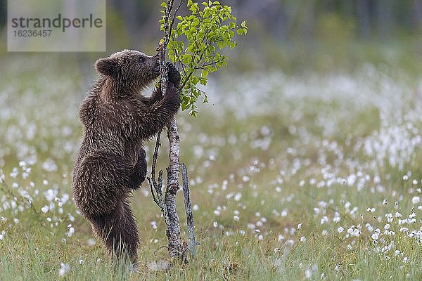 Junger Braunbär (Ursus arctos) spielt aufrecht stehend in einem Moor mit fruchtendem Wollgras an einer Birke  Suomussalmi  Karelien  Finnland  Europa