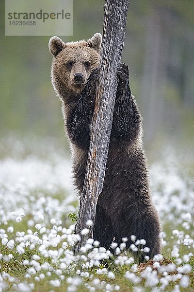 Braunbär (Ursus arctos) steht an einem Baum in einem Moor mit fruchtendem Wollgras am Rande in eines borealen Nadelwaldes  Suomussalmi  Karelien  Finnland  Europa