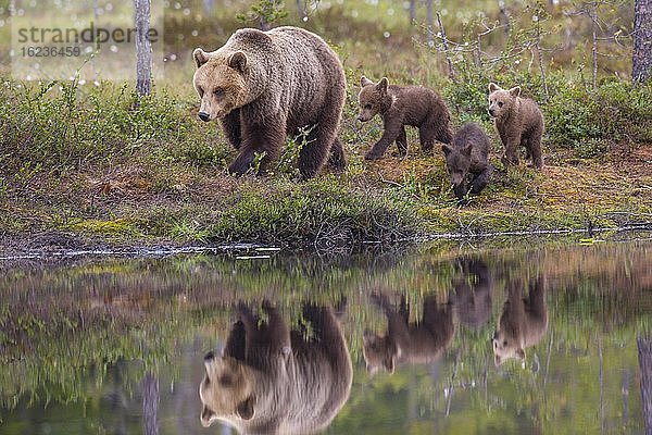 Weiblicher Braunbär (Ursus arctos) mit Jungbären im borealen Nadelwald an einem Seeufer  Spiegelung  Suomussalmi  Karelien  Finnland  Europa