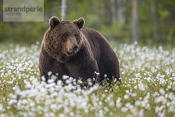 Männlicher Braunbär (Ursus arctos) in einem Moor mit fruchtendem Wollgras am Rande eines borealen Nadelwaldes  Suomussalmi  Karelien  Finnland  Europa