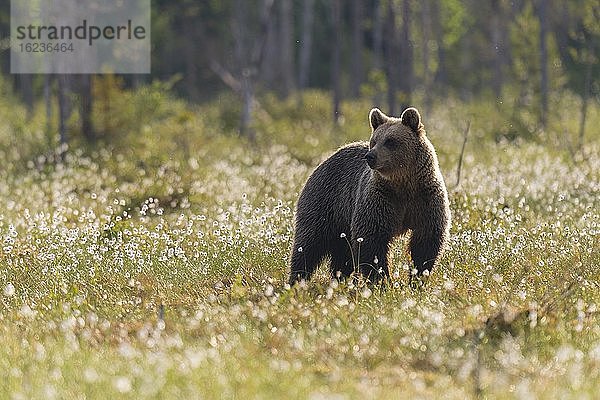 Braunbär (Ursus arctos) in einem Moor mit fruchtendem Wollgras  Suomussalmi  Karelien  Finnland  Europa
