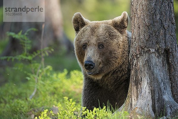 Porträt eines Braunbären (Ursus arctos) im borealen Nadelwald  Suomussalmi  Karelien  Finnland  Europa