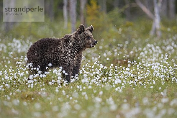 Braunbär (Ursus arctos) in einem Moor mit fruchtendem Wollgras  aufmerksam  sichernd  Suomussalmi  Karelien  Finnland  Europa