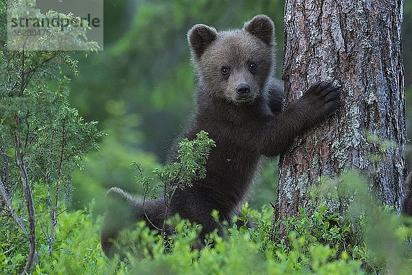 Junger Braunbär (Ursus arctos) spielt an einem Baum im borealen Nadelwald  Suomussalmi  Karelien  Finnland  Europa