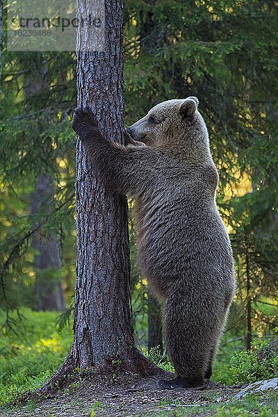 Braunbär (Ursus arctos) im borealen Nadelwald  Suomussalmi  Karelien  Finnland  Europa