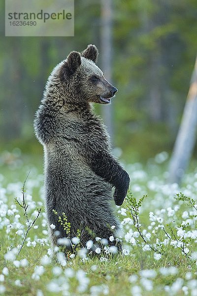 Braunbär (Ursus arctos) aufrecht stehend in einem Moor mit fruchtendem Wollgras  Suomussalmi  Karelien  Finnland  Europa