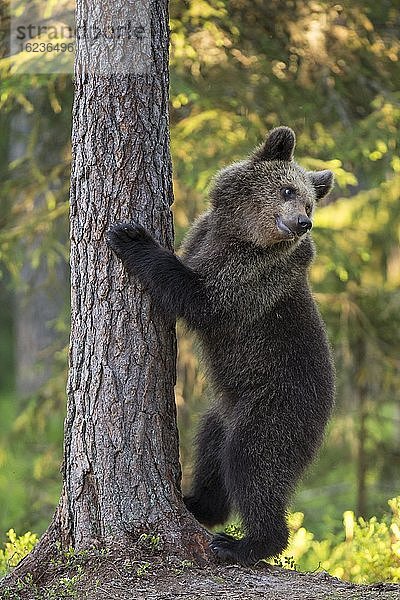 Junger Braunbär (Ursus arctos) spielen im borealen Nadelwald an einem Baum  Suomussalmi  Karelien  Finnland  Europa
