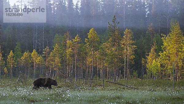 Braunbär (Ursus arctos) in einem Moor mit fruchtendem Wollgras am Rande eines borealen Nadelwaldes  Suomussalmi  Karelien  Finnland  Europa