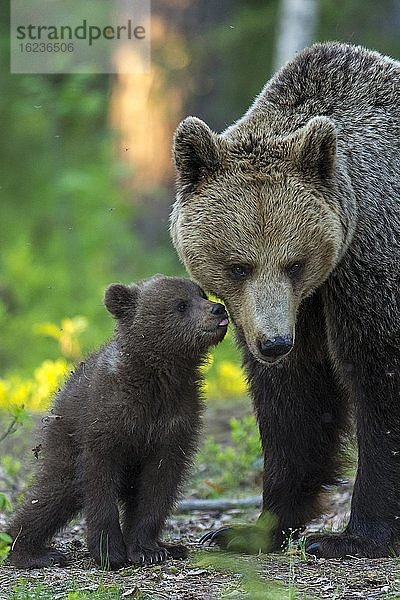 Junger Braunbär (Ursus arctos) mit seiner Mutter im borealen Nadelwald  Suomussalmi  Karelien  Finnland  Europa