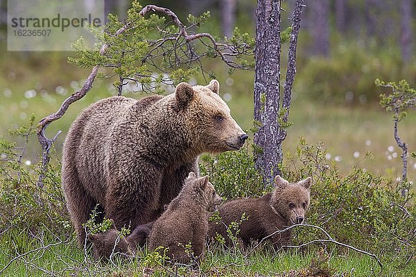 Weiblicher Braunbär (Ursus arctos) mit Jungbären im borealen Nadelwald an einem Seeufer  Suomussalmi  Karelien  Finnland  Europa
