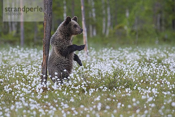 Braunbär (Ursus arctos) aufrecht stehend in einem Moor mit fruchtendem Wollgras  aufmerksam  sichernd  Suomussalmi  Karelien  Finnland  Europa