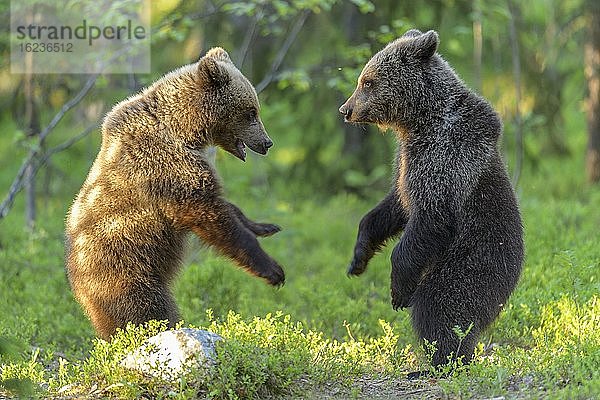 Zwei junge Braunbären (Ursus arctos) spielen im borealen Nadelwald  Suomussalmi  Karelien  Finnland  Europa