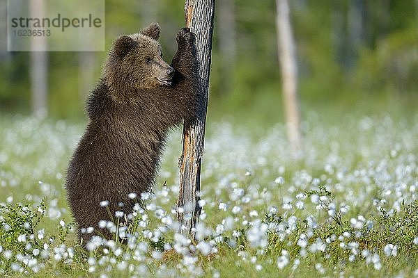 Braunbär (Ursus arctos) spielt mit einem Baum in einem Moor mit fruchtendem Wollgras  Spiel  Suomussalmi  Karelien  Finnland  Europa