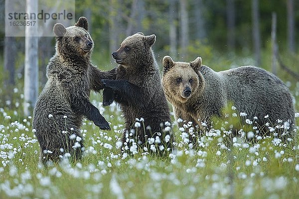 Familie Braunbär (Ursus arctos) in einem Moor mit fruchtendem Wollgras  Jungbären spielen  Suomussalmi  Karelien  Finnland  Europa