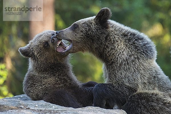 Braunbären (Ursus arctos) kämpfen spielerisch im borealen Nadelwald  Spiel  Biß  Suomussalmi  Karelien  Finnland  Europa