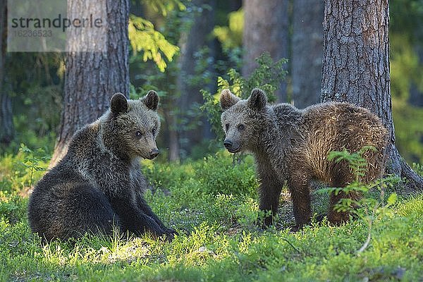 Zwei junge Braunbären (Ursus arctos) spielen im borealen Nadelwald  Suomussalmi  Karelien  Finnland  Europa