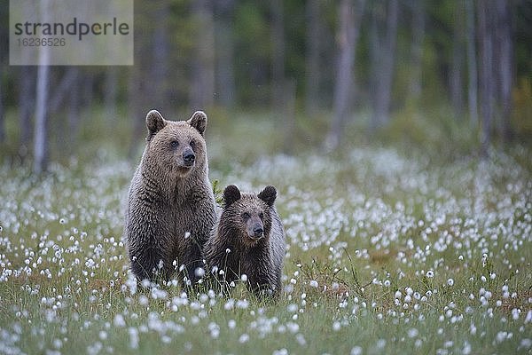 Weiblicher Braunbär (Ursus arctos) mit ihrem Nachwuchs in einem Moor mit fruchtendem Wollgras am Rande in eines borealen Nadelwaldes  Jungbär  Suomussalmi  Karelien  Finnland  Europa