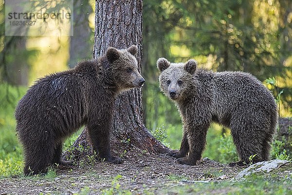 Zwei junge Braunbären (Ursus arctos) im borealen Nadelwald  Suomussalmi  Karelien  Finnland  Europa