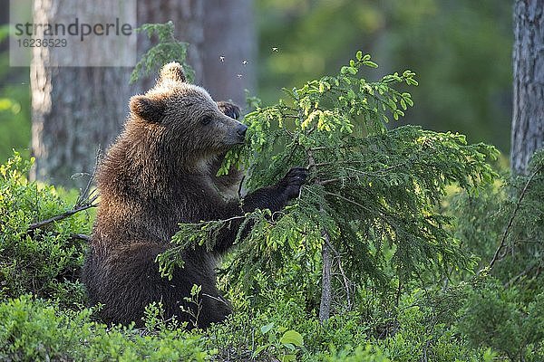 Junger Braunbär (Ursus arctos) spielt mit einem Baum im borealen Nadelwald  Suomussalmi  Karelien  Finnland  Europa