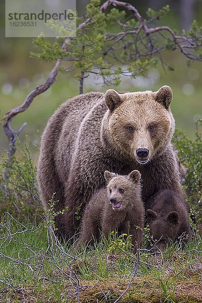 Weiblicher Braunbär (Ursus arctos) mit Jungbären im borealen Nadelwald an einem Seeufer  Suomussalmi  Karelien  Finnland  Europa
