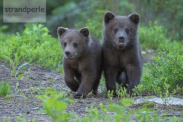 Zwei junge Braunbären (Ursus arctos) auf Enteckungtour im borealen Nadelwald  Suomussalmi  Karelien  Finnland  Europa