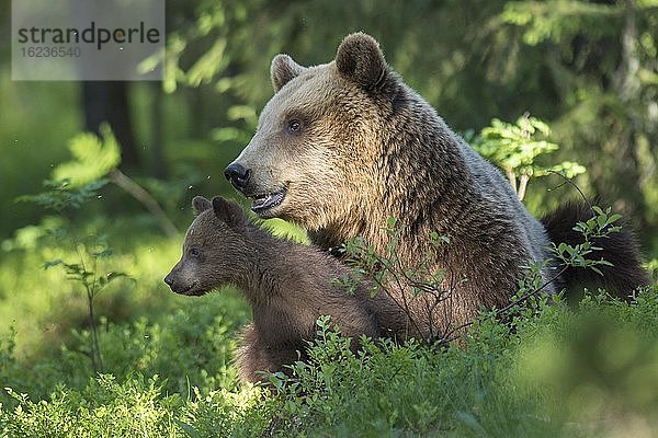 Weiblicher Braunbär (Ursus arctos) mit Nachwuchs im borealen Nadelwald  Jungbär  Baby  niedlich  Suomussalmi  Karelien  Finnland  Europa