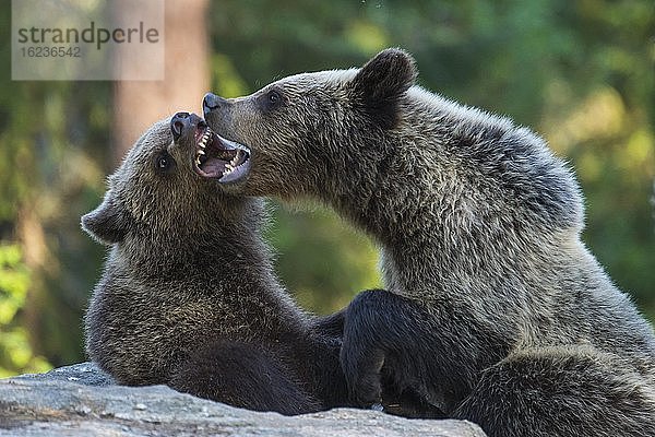 Braunbären (Ursus arctos) kämpfen spielerisch im borealen Nadelwald  Spiel  Biß  Suomussalmi  Karelien  Finnland  Europa