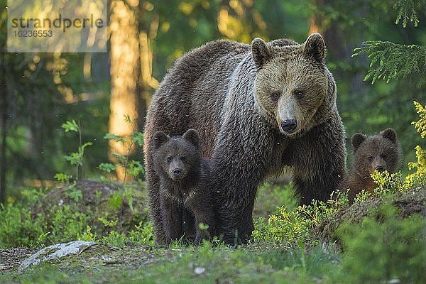 Zwei junge Braunbären (Ursus arctos) mit ihrer Mutter im borealen Nadelwald  Suomussalmi  Karelien  Finnland  Europa