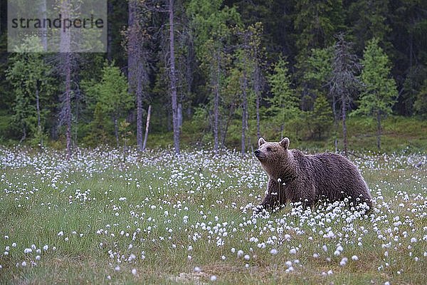 Braunbär (Ursus arctos) in einem Moor mit fruchtendem Wollgras am Rande in eines borealen Nadelwaldes  Suomussalmi  Karelien  Finnland  Europa