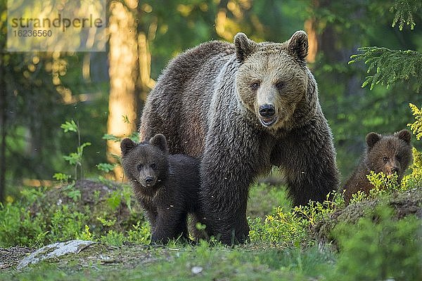 Zwei junge Braunbären (Ursus arctos) mit ihrer Mutter im borealen Nadelwald  Suomussalmi  Karelien  Finnland  Europa