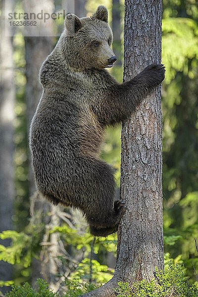 Braunbär (Ursus arctos) klettert auf einen Baum im borealen Nadelwald  Suomussalmi  Karelien  Finnland  Europa