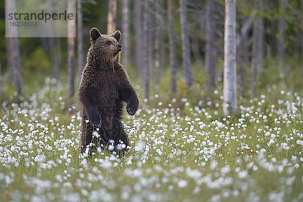 Braunbär (Ursus arctos) aufrecht stehend in einem Moor mit fruchtendem Wollgras  aufmerksam  sichernd  Suomussalmi  Karelien  Finnland  Europa