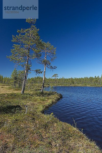 Kiefern an einem moorigen See in der Taiga  Finnland  Suomussalmi  Karelien  Finnland  Europa