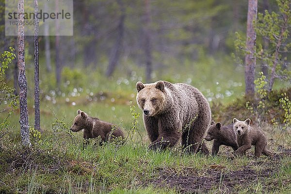 Weiblicher Braunbär (Ursus arctos) mit Jungbären im borealen Nadelwald  Suomussalmi  Karelien  Finnland  Europa